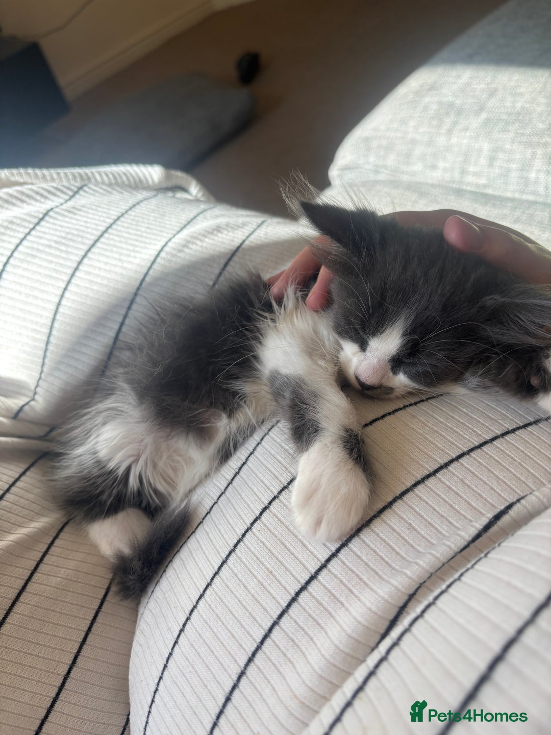 Domestic Shorthair cats for sale: 1 male and 1 female kitten  - Image 3