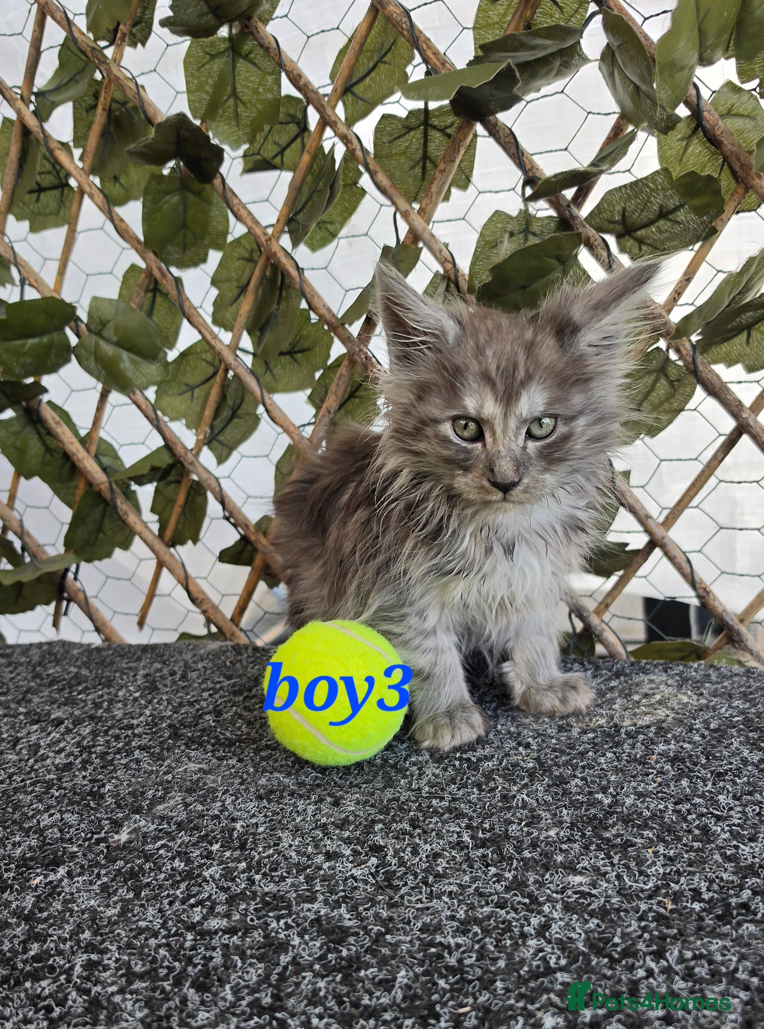 Maine Coon cats Maine coon kittens  - Advert 2