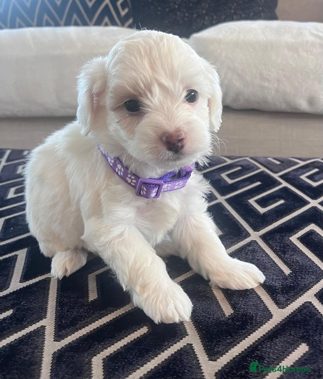 Maltipoo dogs for sale: Toy Maltipoo Puppies - Advert 13
