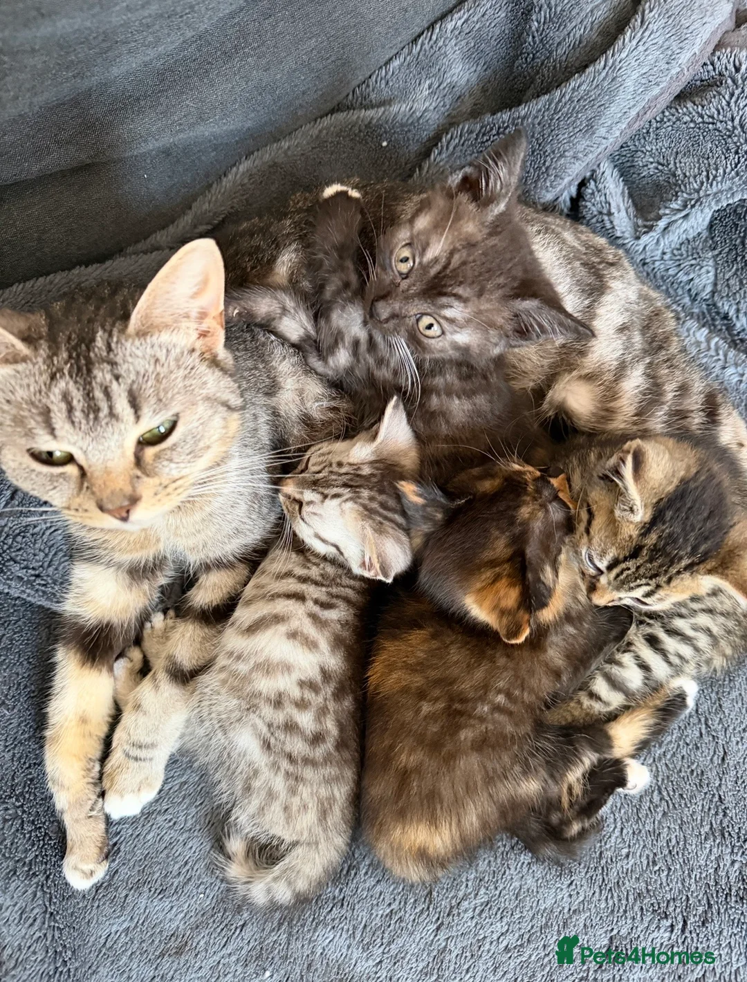 Mixed Breed cats for sale: 4 kittens  - Advert 7