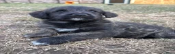 Mixed Breed dogs for sale: F1 Cairndoodle Puppies  - Advert 9
