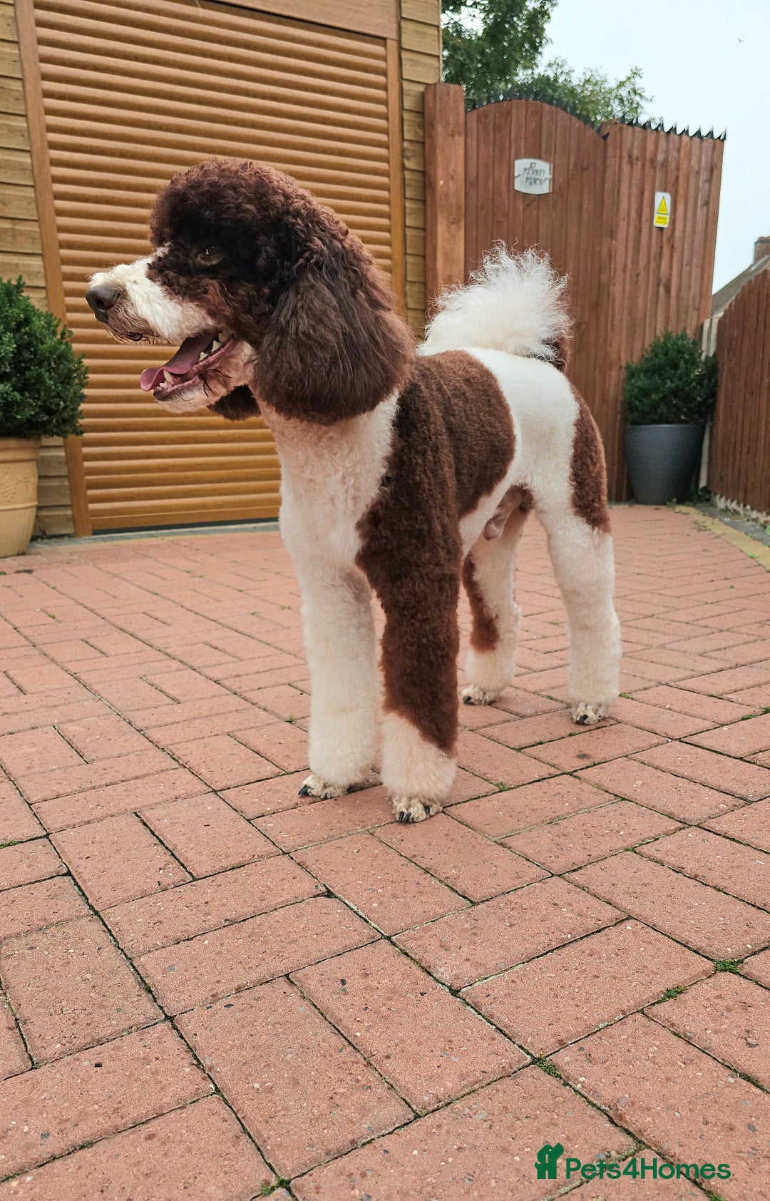 Miniature Poodle dogs for stud: FULLY HEALTH TESTED MINIATURE POODLE in Kettering - Image 25