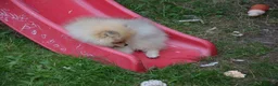 Pomeranian dogs for sale: Bentley – Beautiful Silver-Toned Pomeranian Boy 🐾 - Advert 8