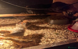 Chickens poultry for sale: 11 Pekin and silkie chickens for sale - Image 4