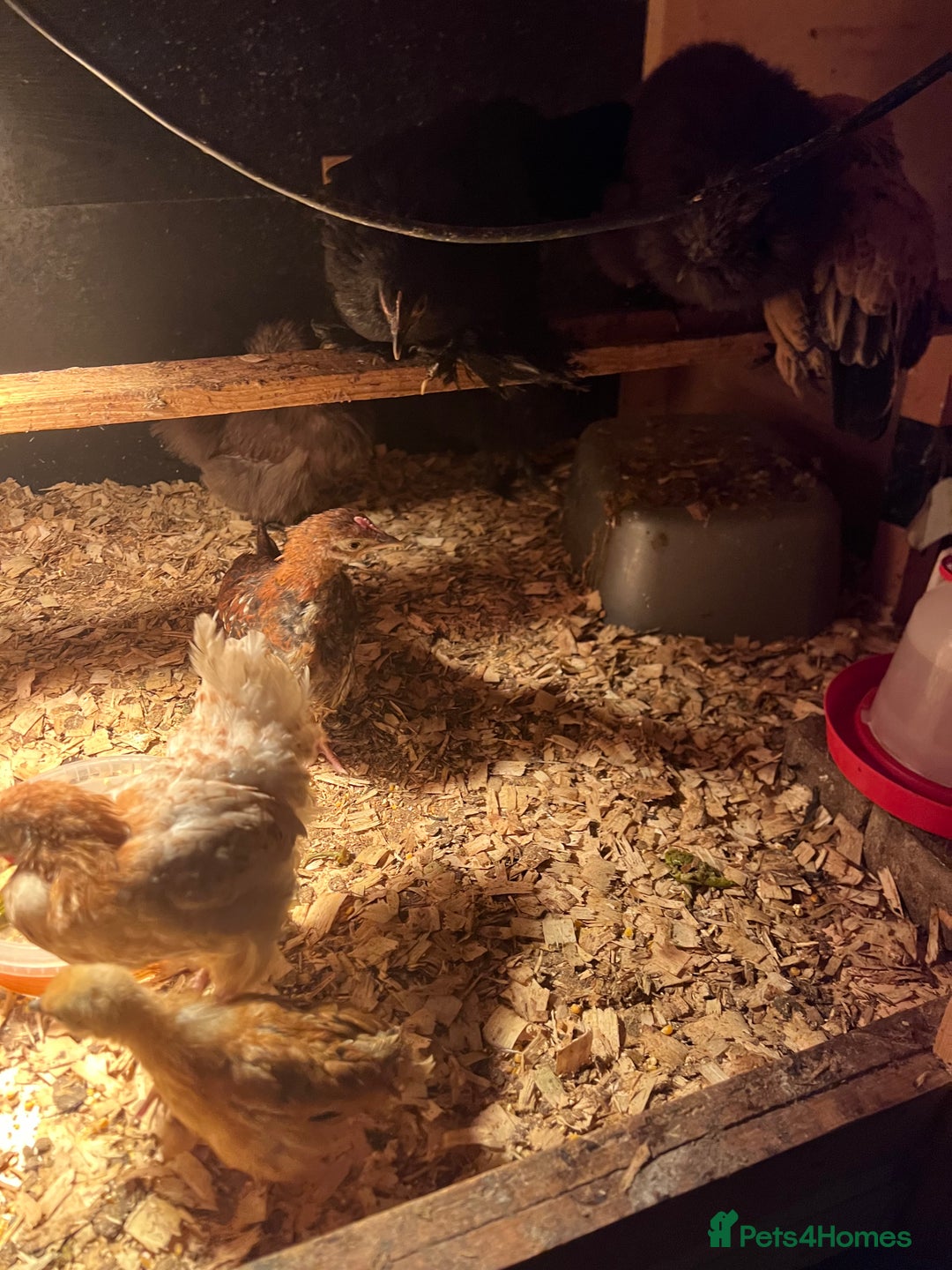 Chickens poultry for sale: 11 Pekin and silkie chickens for sale - Image 4