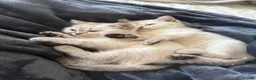 British Shorthair cats for sale: LAST Full pedigree British shorthair female 🐾 - Advert 8