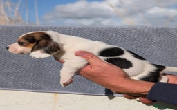 Beagle dogs for sale: 2 Gorgeous beagle puppies left - Image 5
