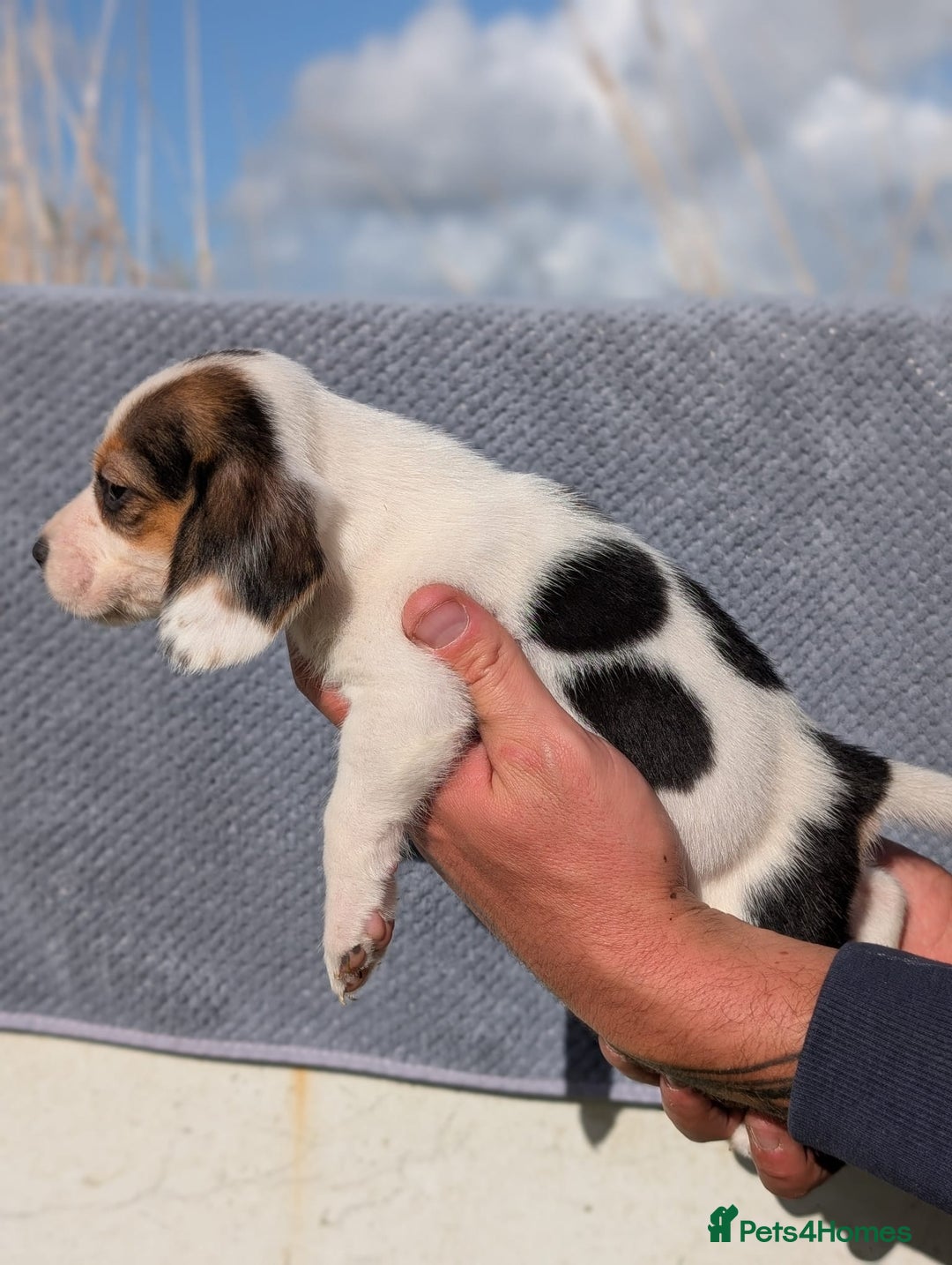 Beagle dogs for sale: 2 Gorgeous beagle puppies left - Image 5