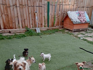 Mixed Breed dogs Chihuahua cross Norfolk terrier puppys - Advert 1