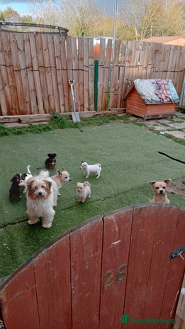 Mixed Breed dogs Chihuahua cross Norfolk terrier puppys - Advert 3
