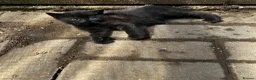 Mixed Breed cats for sale: Mixed breed Blue BSH in Colchester - Advert 5