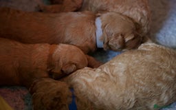Cavachon dogs for sale: Gorgeous Cavapoochon’s Light Fox Red. - Image 7