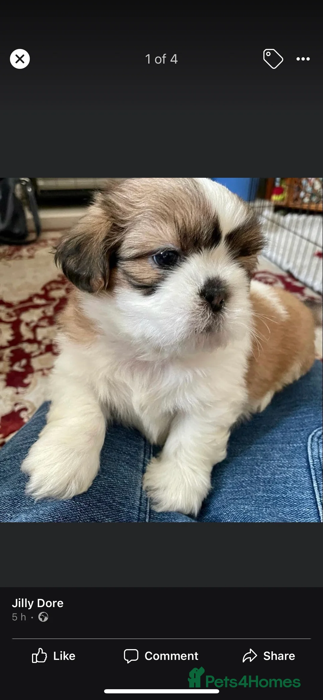 Shih Tzu dogs for stud: KC registered , beautiful stud dog in Cullompton - Advert 12