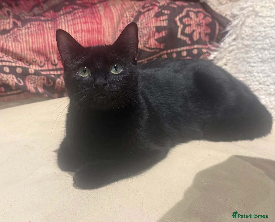 Mixed Breed cats for sale: 5 adorable kittens for sale! - Advert 2