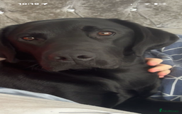 Labrador Retriever dogs for sale: KC Labrador pups - Image 5