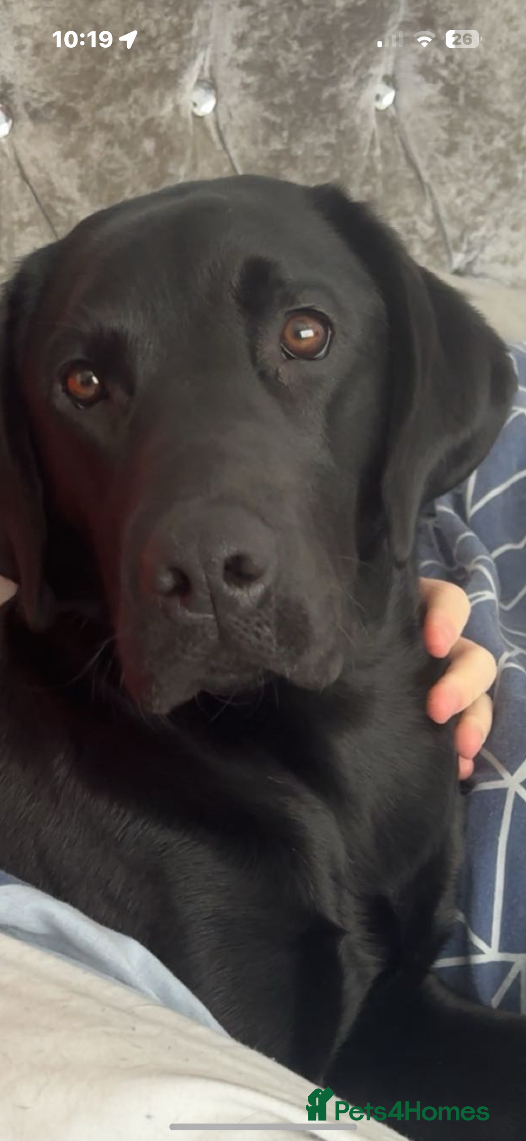 Labrador Retriever dogs for sale: KC Labrador pups - Image 5