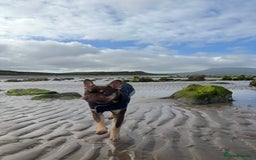 French Bulldog dogs for sale: Rollo - Image 3