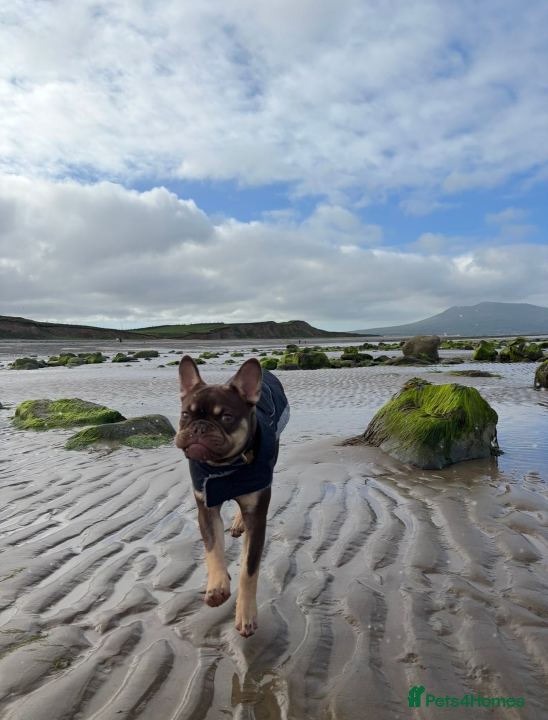 French Bulldog dogs for sale: Rollo - Image 3