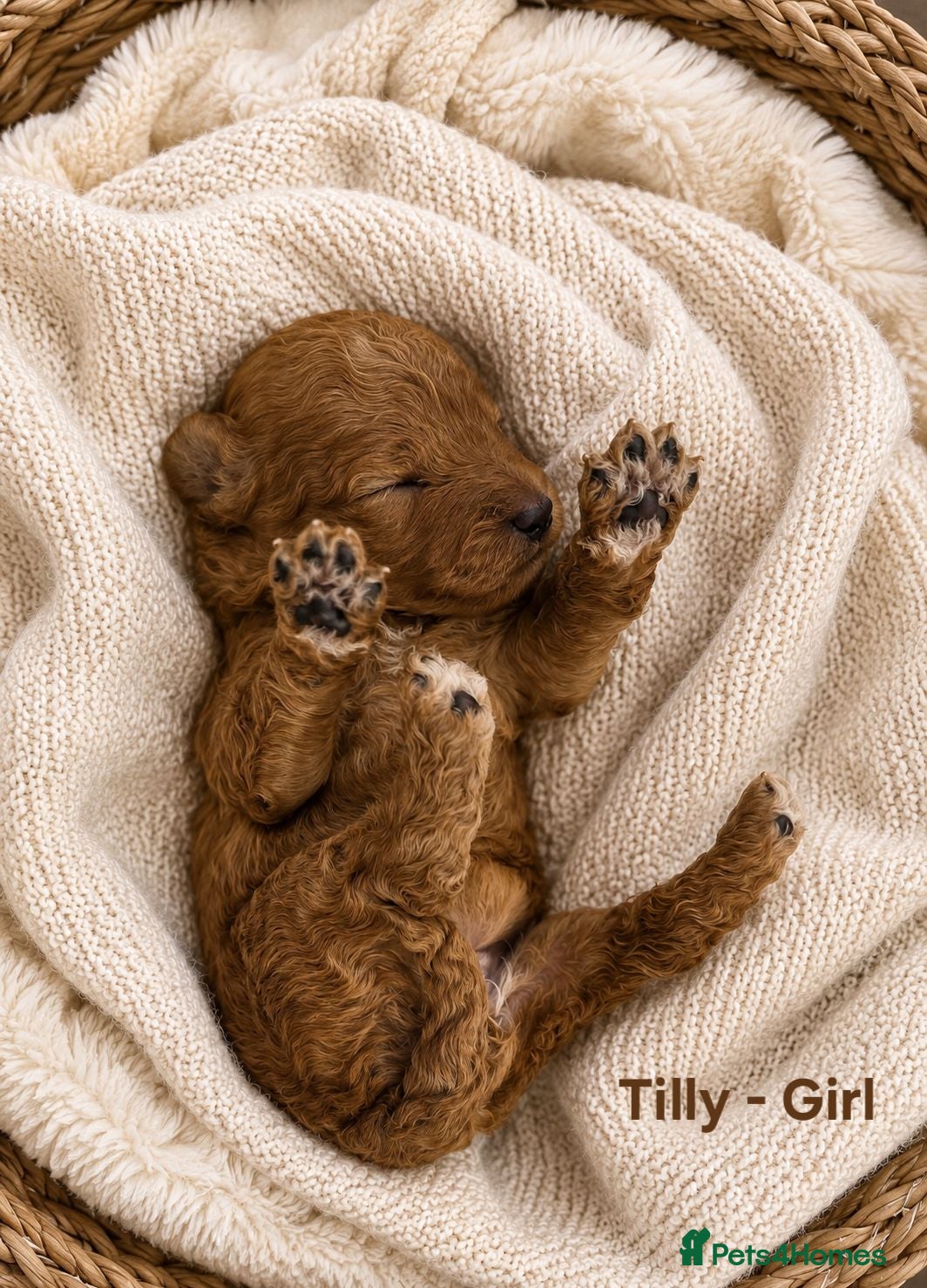 Cockapoo dogs 5 Rare Beautiful F1BB Toy Cockapoo Puppies!!  - Advert 1