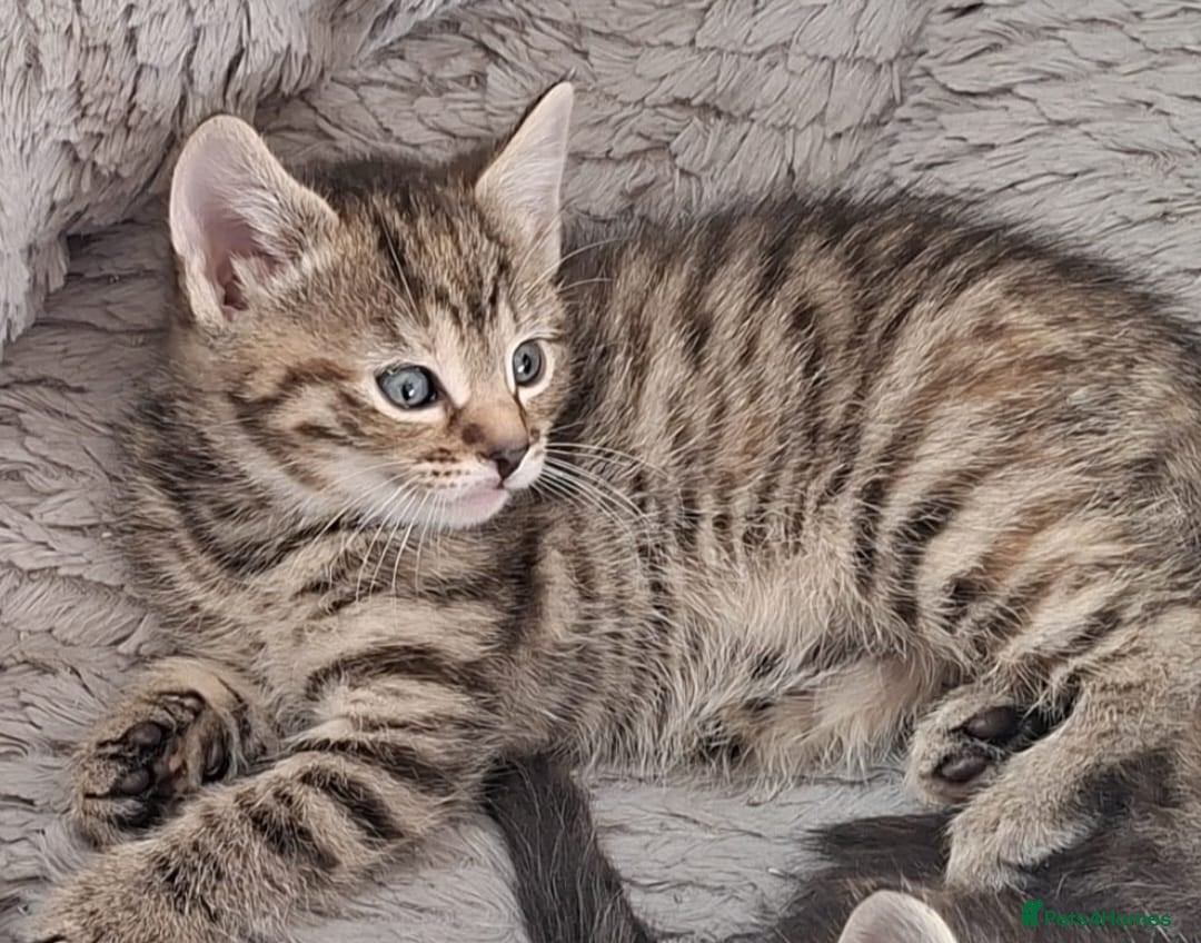 Mixed Breed cats Gorgeous pure Tabby healthy kittens - Advert 1