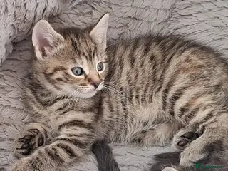 Mixed Breed cats Gorgeous pure Tabby healthy kittens - Advert 2