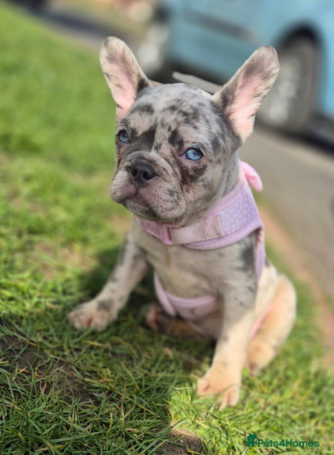 French Bulldog dogs for sale: French bulldog  - Image 2