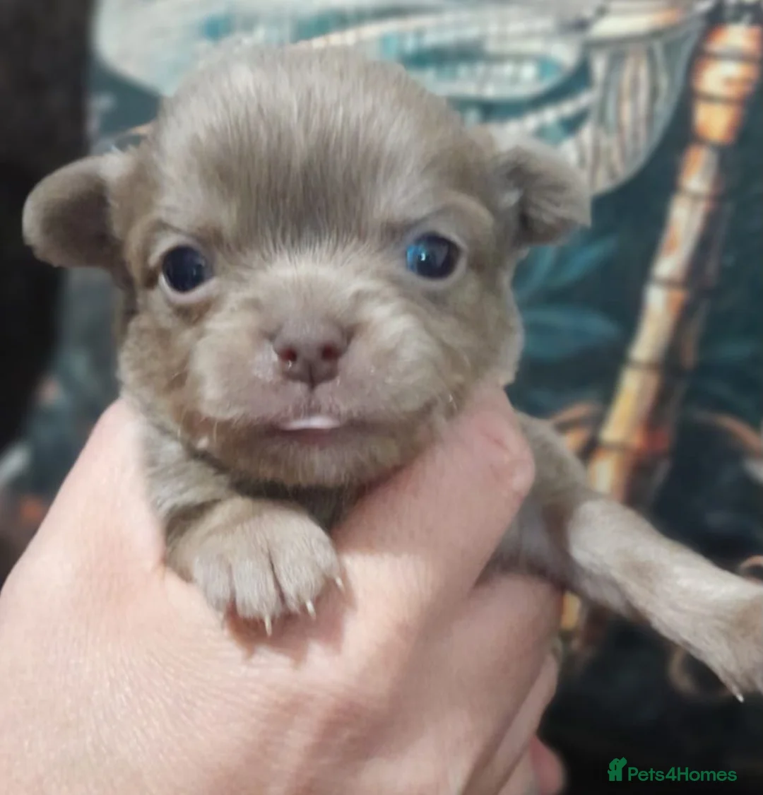 Chihuahua dogs for sale: Tiny KC Reg Lilac chi pups parents DNA Clear  - Advert 2