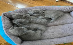 Scottish Fold cats for sale: Waiting for a Warm Heart:Scottish Fold for Sale - Image 9