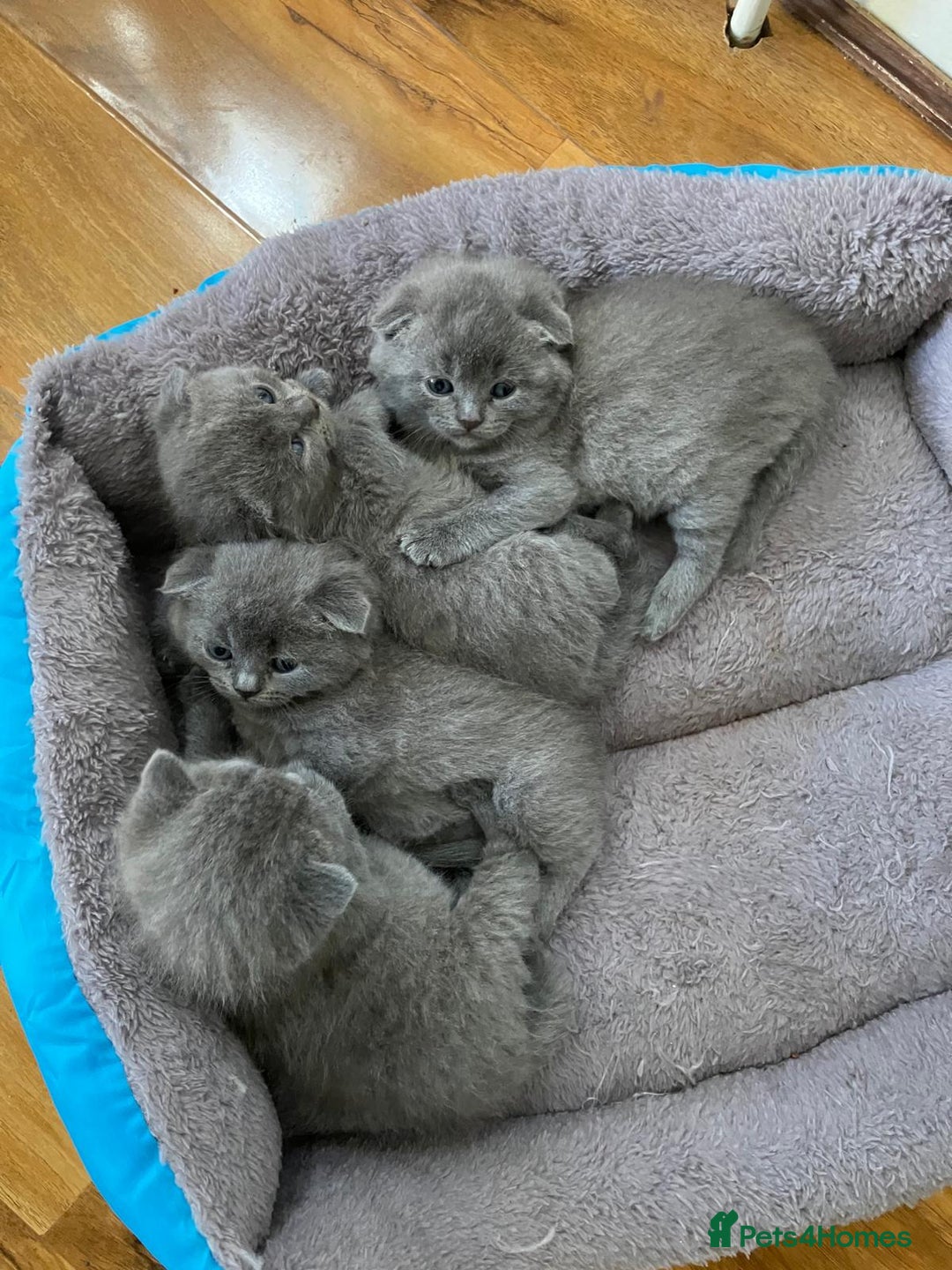 Scottish Fold cats for sale: Waiting for a Warm Heart:Scottish Fold for Sale - Image 9