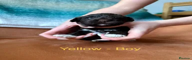 Yellow Boy