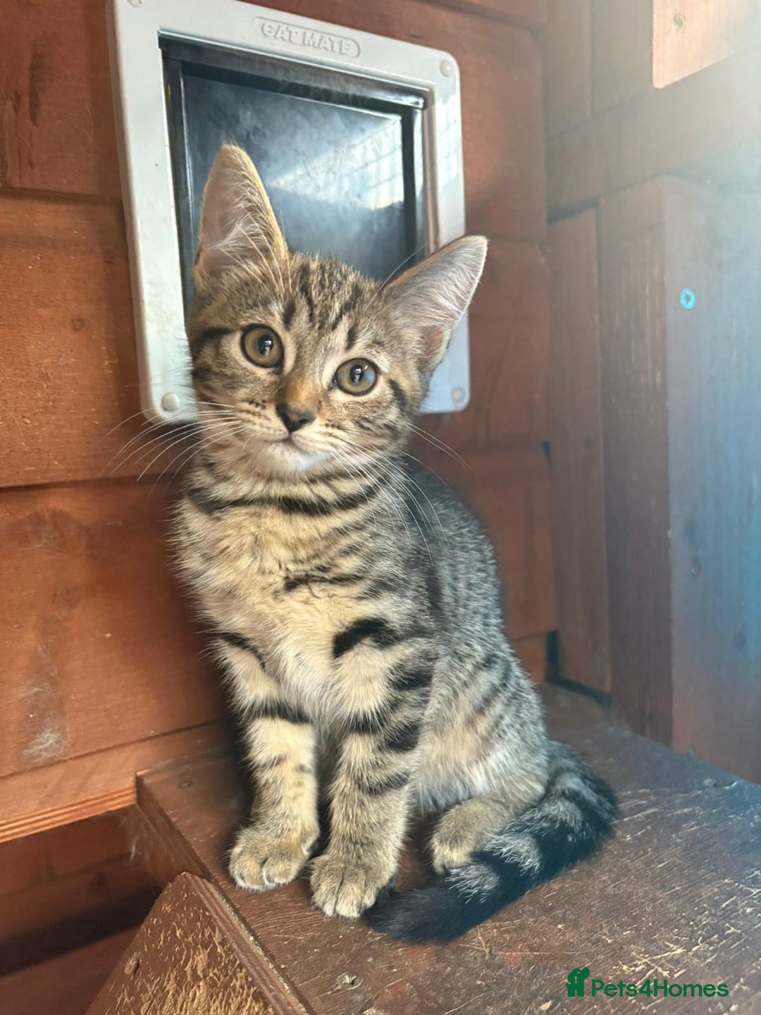 Mixed Breed cats for sale: Bsh x - Image 3