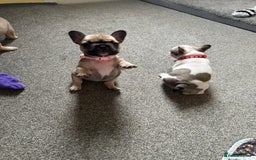 French Bulldog dogs for sale: Amazing french bulldog  - Image 19