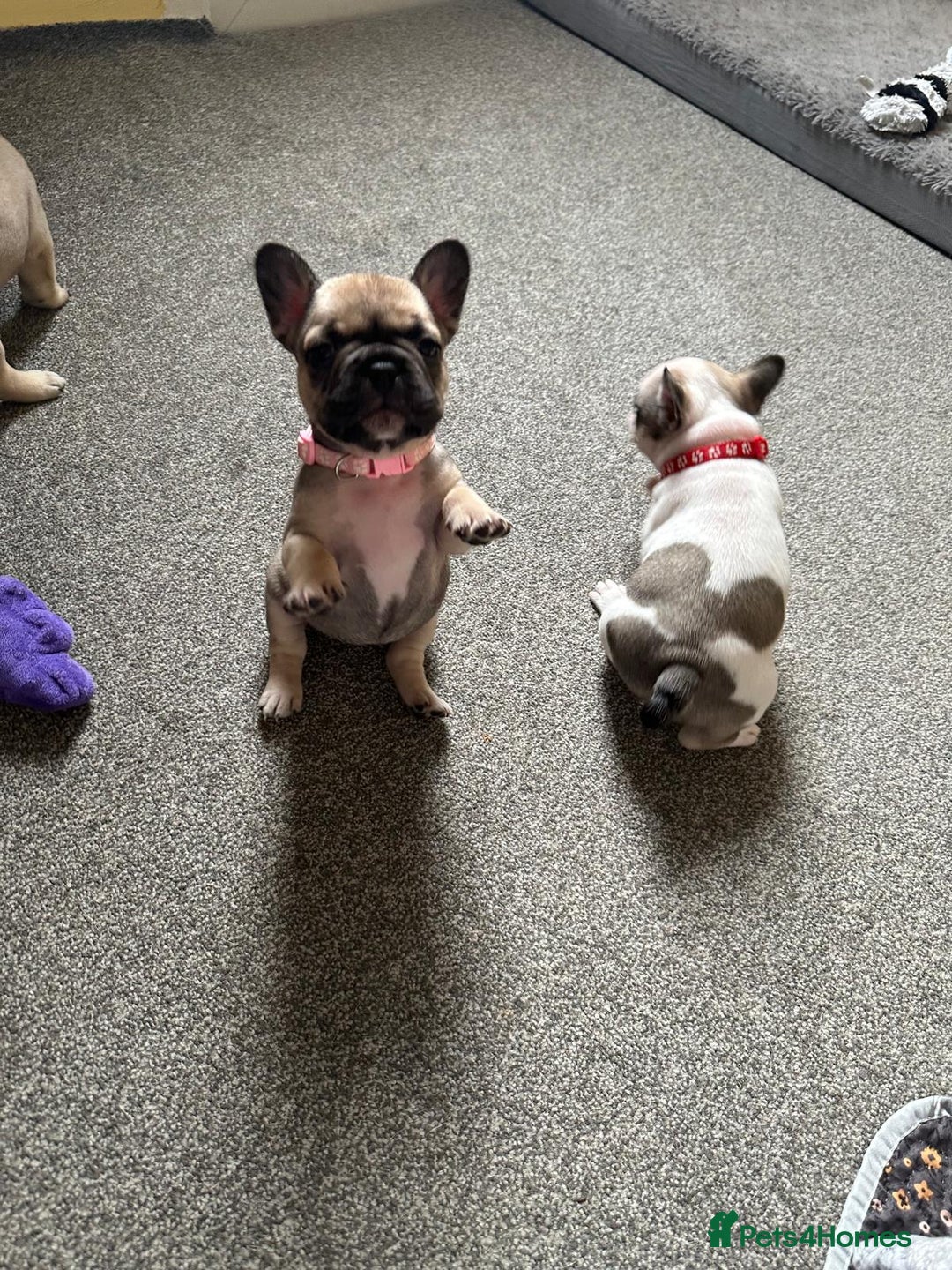 French Bulldog dogs for sale: Amazing french bulldog  - Image 19