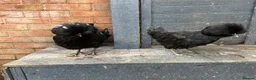 Chickens poultry for sale: Polish Pullets 16 weeks  - Advert 19