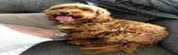 Cockapoo dogs for sale: Cockapoo Heidi - Advert 3