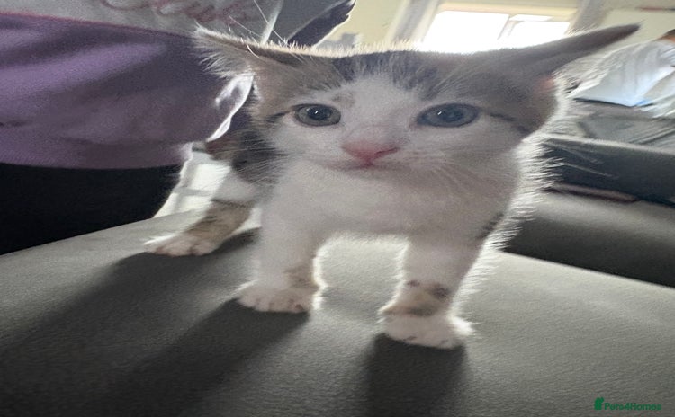 Mixed Breed cats - Advert 1
