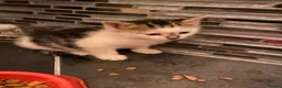 Mixed Breed cats for sale: Two beautiful kittens - Advert 9