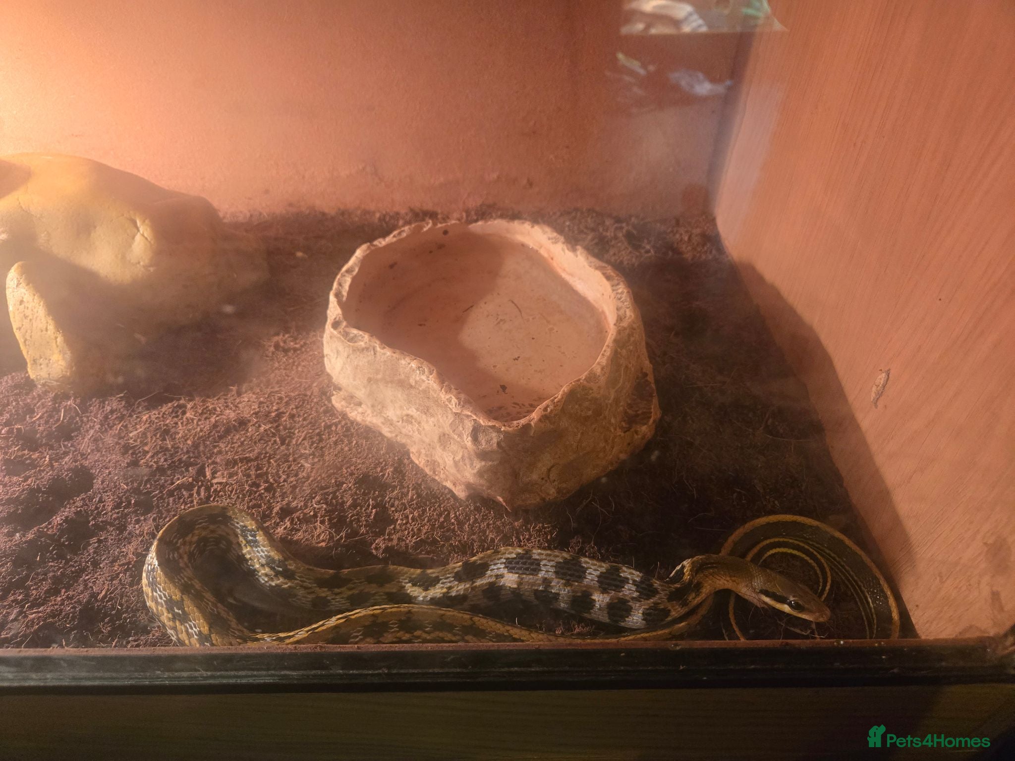 Rat Snake reptiles Taiwanese Beauty Rat Snake - Advert 1