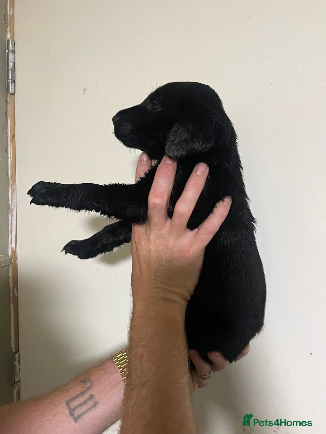 Labrador Retriever dogs for sale: 7 Labrador Puppies - Image 6