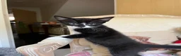 Mixed Breed cats for sale: 5 lovely kittens 🐾 - Advert 12