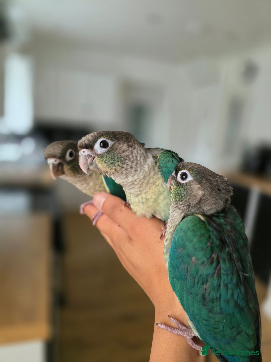 Conures birds for sale: Handreared Tame Baby Conures  - Image 2