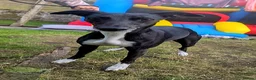 Mixed Breed dogs for sale: Italian Whippets  - Advert 1