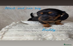Miniature Dachshund dogs for sale: Miniature long and smooth coated Dachshunds - Image 9