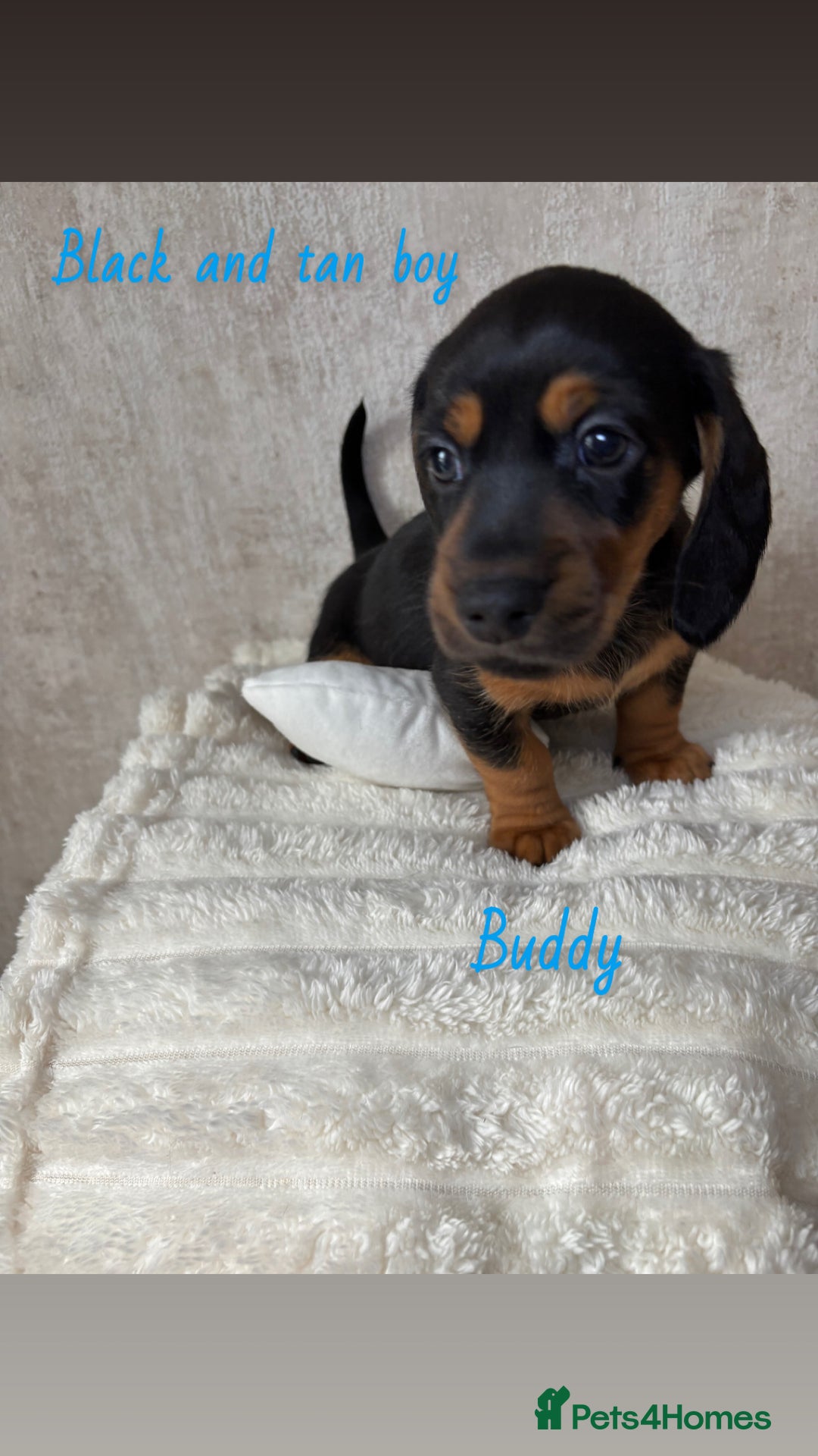 Miniature Dachshund dogs for sale: Miniature long and smooth coated Dachshunds - Image 9