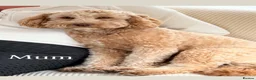 Cockapoo dogs for sale: F1b cockerpoo puppies - Advert 2