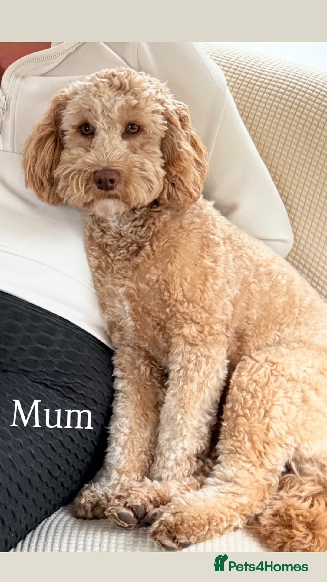 Cockapoo dogs for sale: F1b cockerpoo puppies - Advert 2