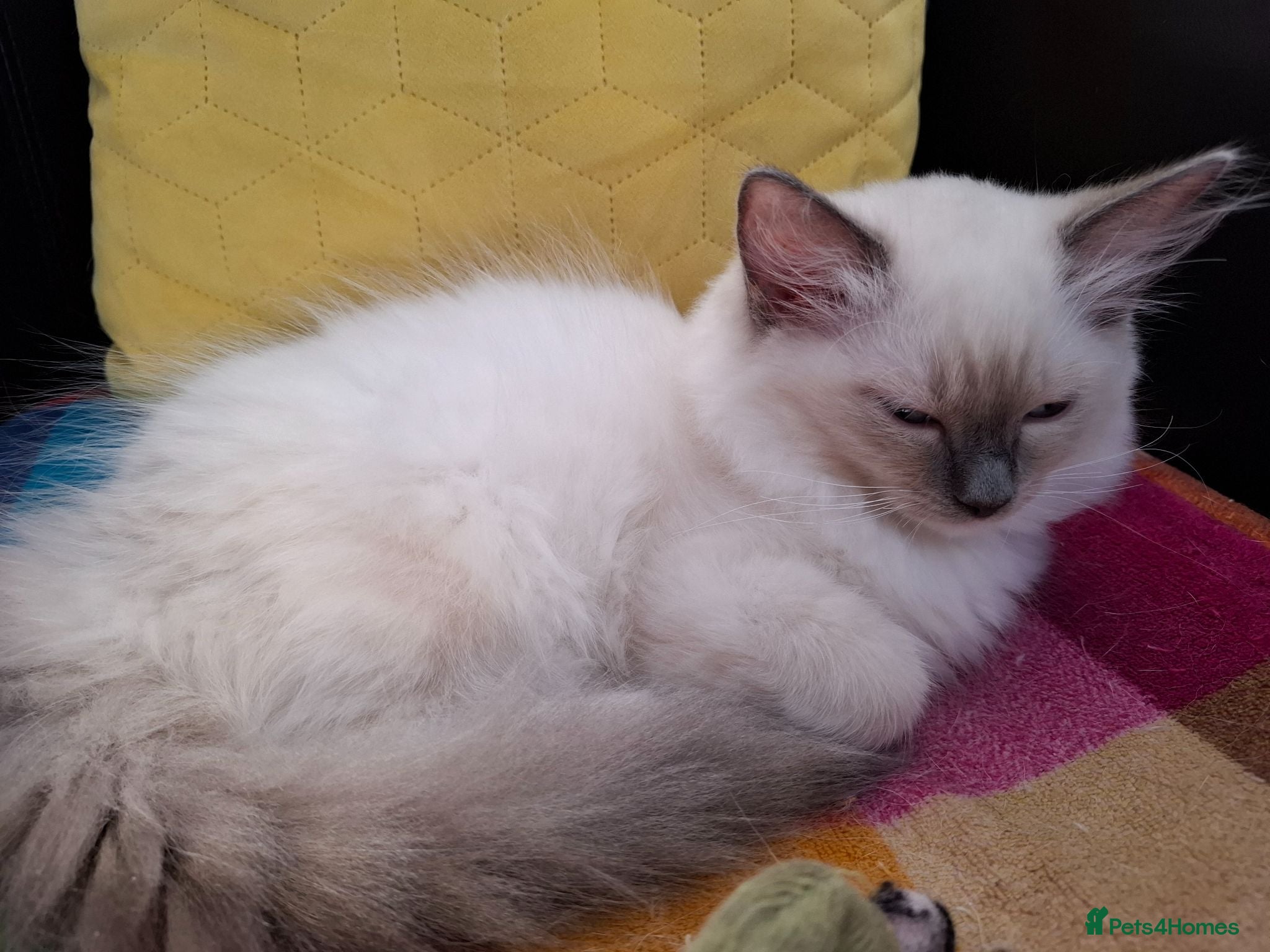Ragdoll cats Beautiful male (pure) sealpoint ragdoll kitten  - Advert 15