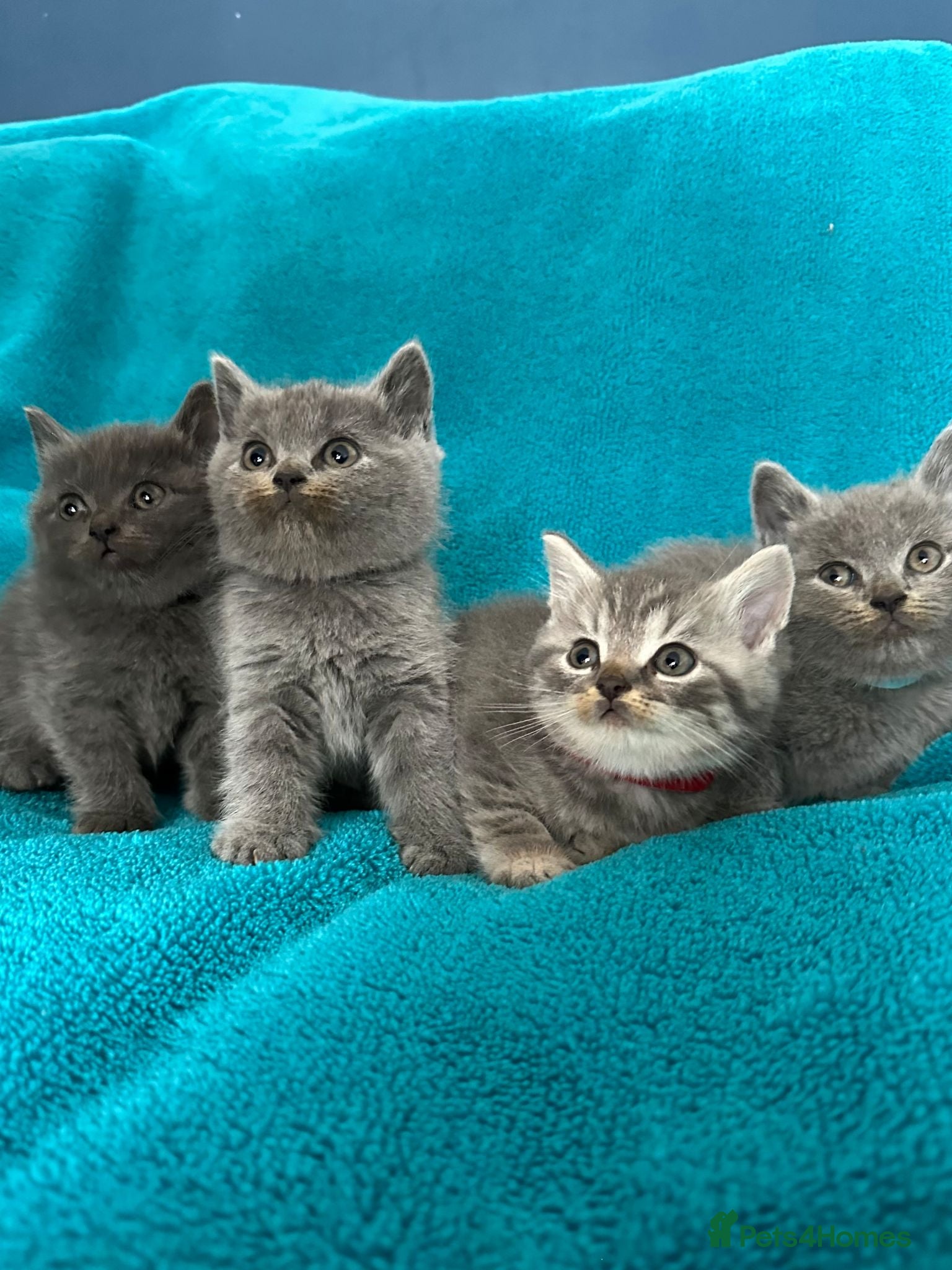 British Shorthair cats Beautiful British Shorthair 2 Boys and 2 Girls - Advert 1