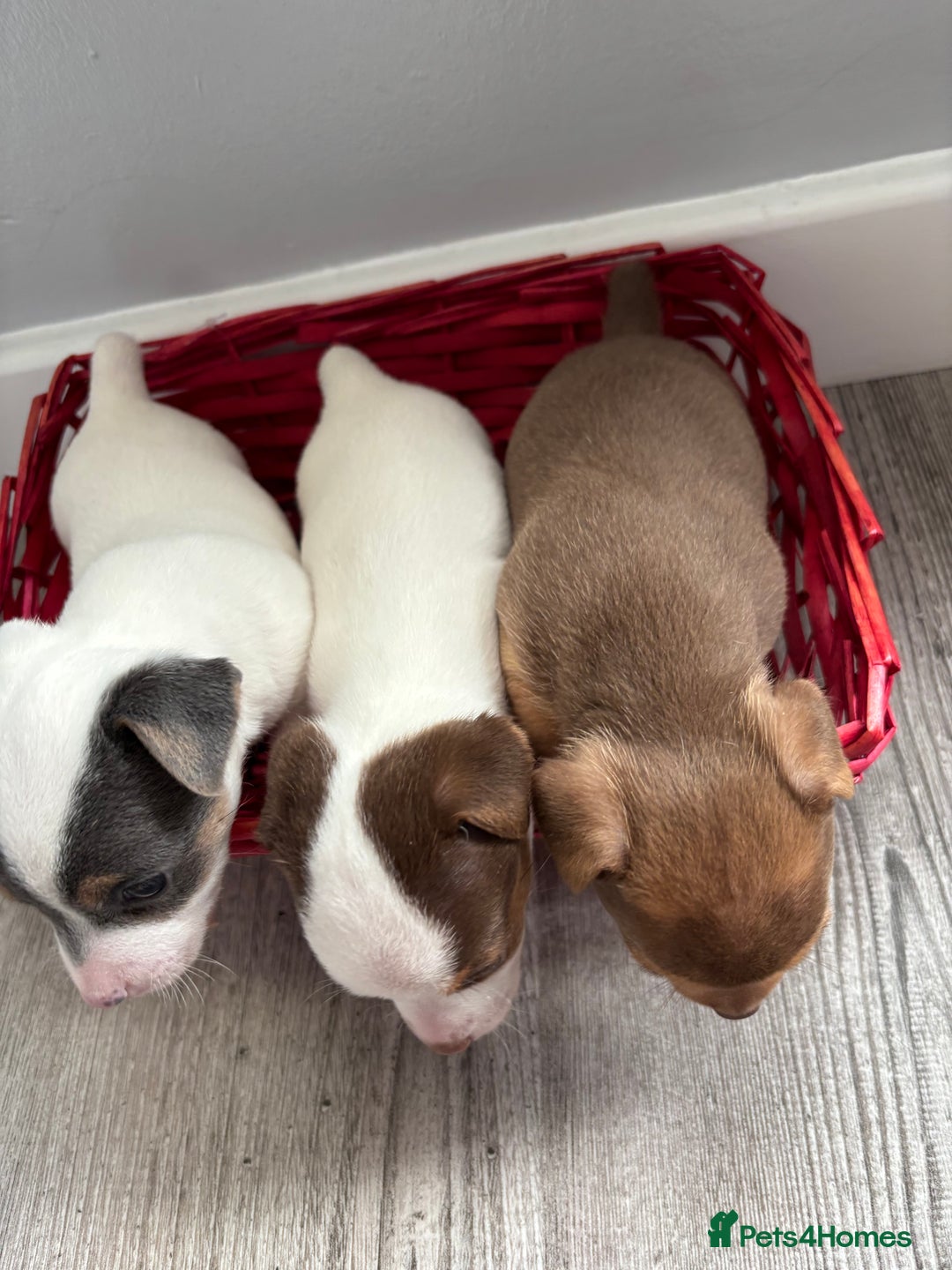 Jack Russell dogs for sale: Miniature Jack Russell’s   - Image 23