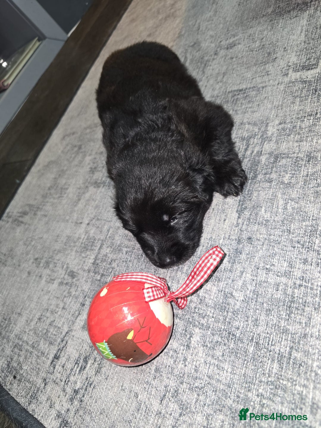 German Shepherd dogs for sale: READY TO LEAVE 3 LITTLE GSD GIRLS - Advert 18